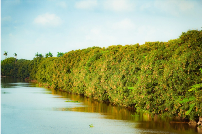 Vườn vải ở thôn Thượng Xá, xã Quỳnh Minh, huyện Quỳnh Phụ, tỉnh Thái Bình.