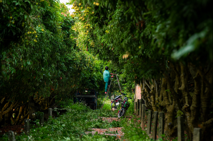 Người nông dân chăm sóc tỉ mỉ từng cây vải.