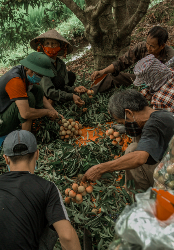 Những người nông dân đang thu hoạch vải.