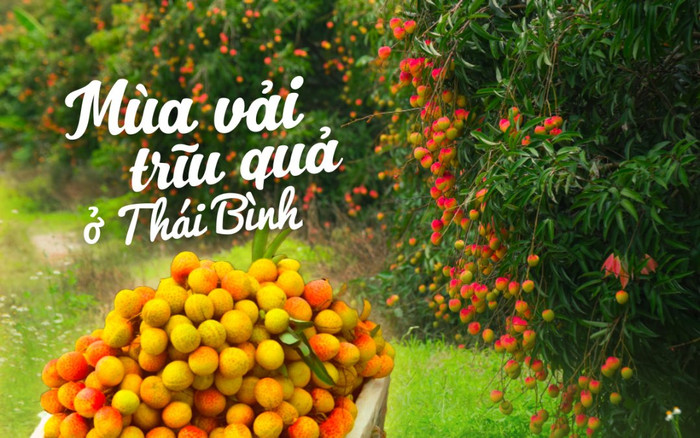 Mùa vải trĩu quả ở Thái Bình đẹp mê mẩn khiến ai cũng bất giác muốn 'bỏ phố về quê' Ảnh 2