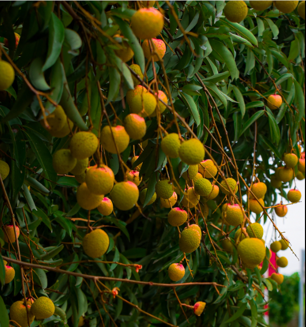 Những cây vải trĩu quả.