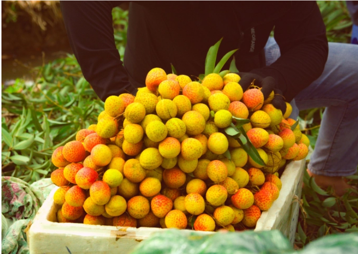 Những người nông dân đang thu hoạch vải.