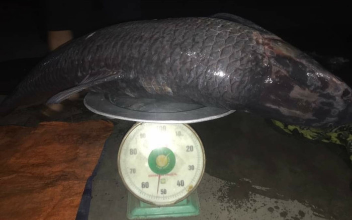 Bắt được con cá cực 'khủng' nặng 52kg ở hồ Thác Bà Ảnh 2