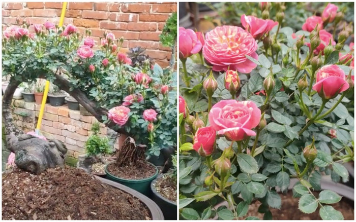 Xuất hiện cây hoa hồng bonsai khiến netizen trầm trồ: 'Chưa bao giờ thấy cây hồng nào đẹp thế' Ảnh 2