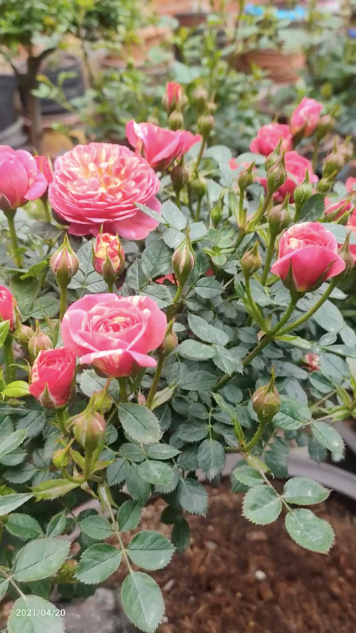 Cây hồng có dáng độc đáo và hoa đua nở khiến nhiều người trầm trồ, ngắm nhìn mê mẩn. (Ảnh cắt từ clip).