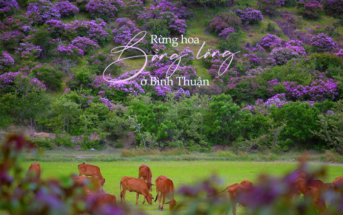 Xiêu lòng trước vẻ đẹp nên thơ của rừng hoa bằng lăng ở Bình Thuận Ảnh 2