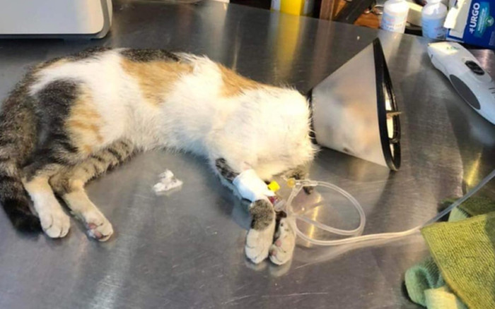 Xôn xao thông tin nhà hàng steak tại TP.HCM đánh bả hơn 20 con mèo Ảnh 2