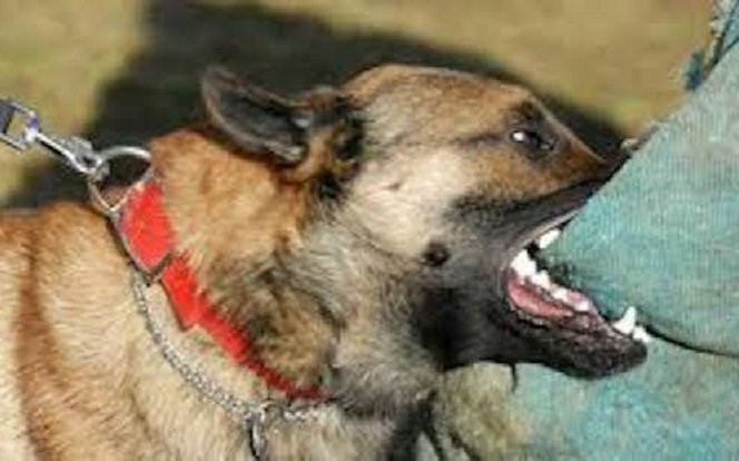 Lao vào bảo vệ chó cưng, người đàn ông bị chó đối thủ cắn 'nát' vùng kín Ảnh 2