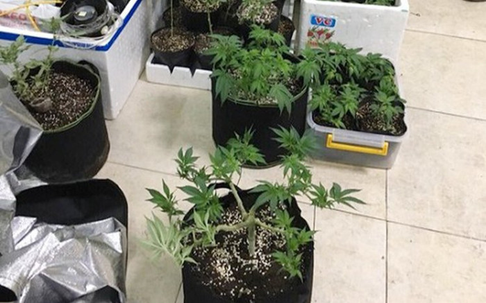 Nam sinh viên năm nhất cùng bạn thuê căn hộ để trồng cần sa rồi mang bán Ảnh 2