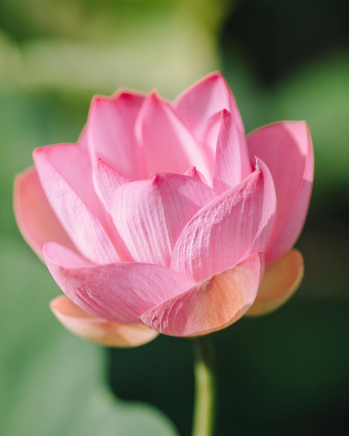 Cận cảnh hoa sen ở đầm Hang Múa.