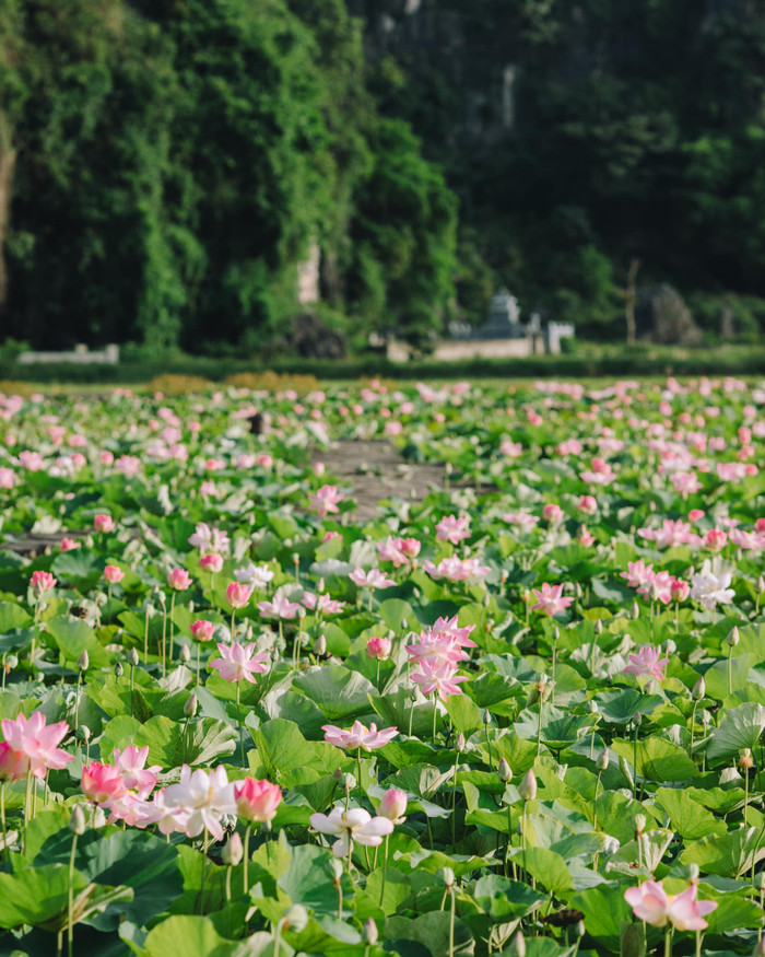 Một buổi chiều tại đầm sen.
