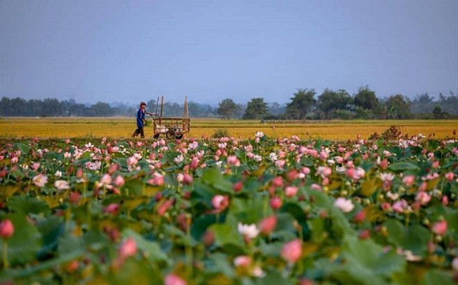 'Thương nhớ' một mùa sen về trên Cố đô Huế Ảnh 2