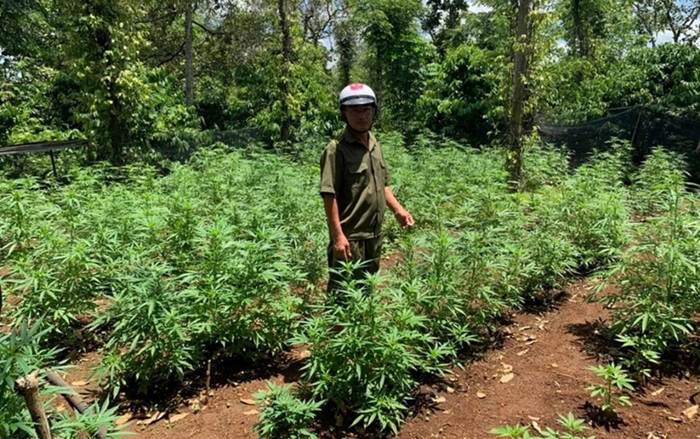 Trồng hơn 300 cây cần sa... cho gà ăn phòng dịch bệnh Ảnh 2