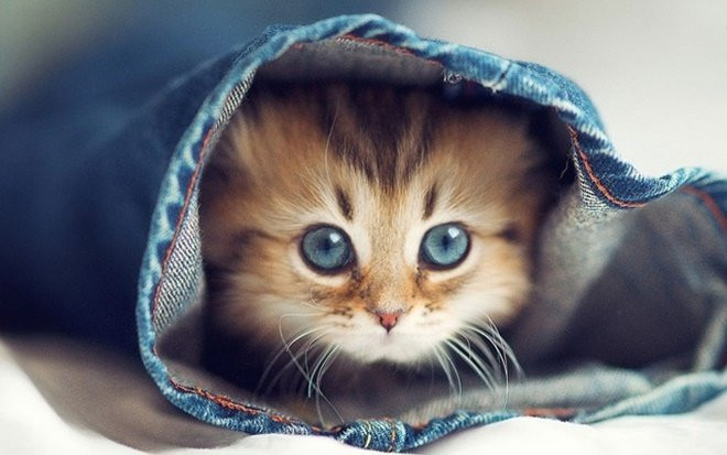 3 con giáp nam tư chất thông minh lại đào hoa hơn người, đi đến đâu cũng có bóng hồng vây quanh Ảnh 2