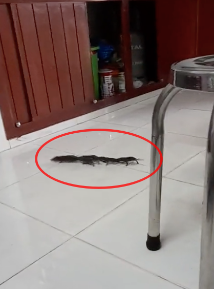 Người thì nói đây là hiện tượng 'đám cưới chuột' may mắn, người thì bảo điềm xui. Đa số cho rằng, đây là tập tính của giống chuột này, không có chuyện xui rủi.