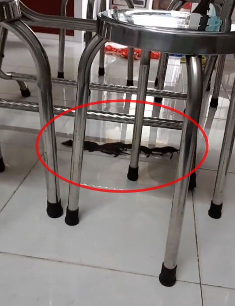 Đàn chuột nối đuôi nhau đi như chốn không người.