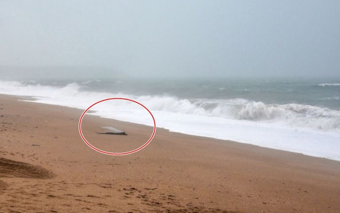 Đi săn xác tàu đắm, hai cậu bé hoảng hốt phát hiện một thứ to lớn 'cựa quậy' Ảnh 2