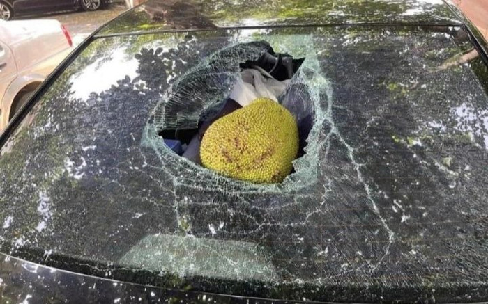 Đậu ô tô dưới bóng cây cho mát nhưng cái kết lại khiến các bác tài 'xót cả ruột' Ảnh 2