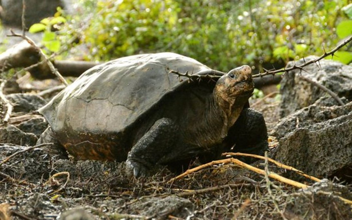 Loài rùa quý hiếm tưởng tuyệt chủng 100 năm trước được phát hiện vẫn 'sống nhăn răng' Ảnh 2