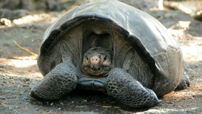 Fernanda là con rùa duy nhất của loài quý hiếm này được tìm thấy còn sống cho đến nay.