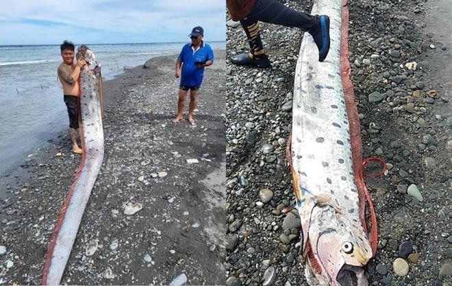 Con cá mà anh Lâm câu được dài 6m, nặng 130kg