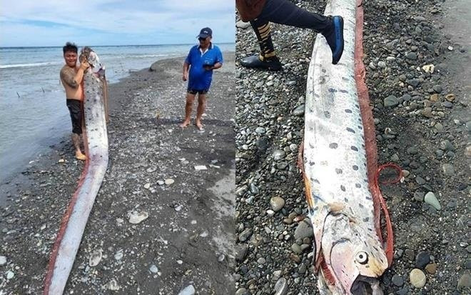 Bắt được 'đại ngư' dài 6m, danh tính loài cá khiến ngư dân hoang mang về những lời đồn thiên tai Ảnh 2