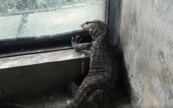Kỳ đà vân quý hiếm 'đi lạc' vào nhà dân ở TP.HCM Ảnh 2