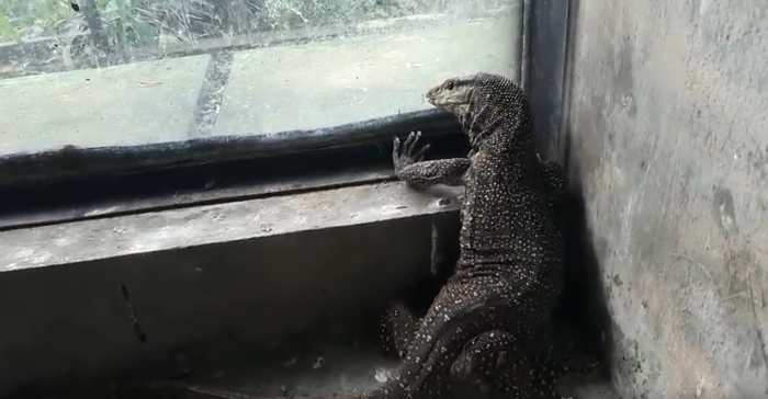 Con kỳ đà vân mà người dân tự nguyện bàn giao cho Chi cục Kiểm lâm TP.HCM