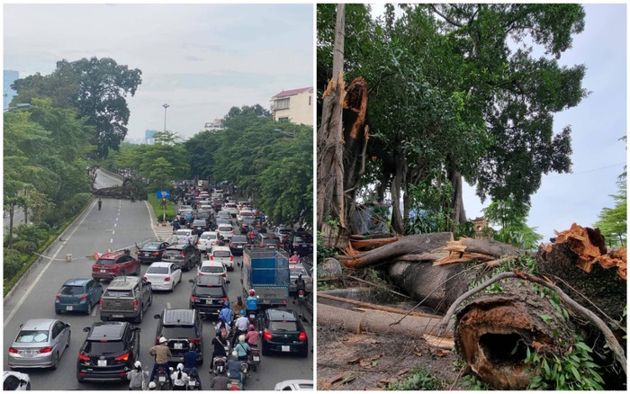 Cây đa cổ thụ trăm tuổi trên đường Võ Chí Công bất ngờ gãy nhánh lớn, chắn ngang đường Ảnh 2