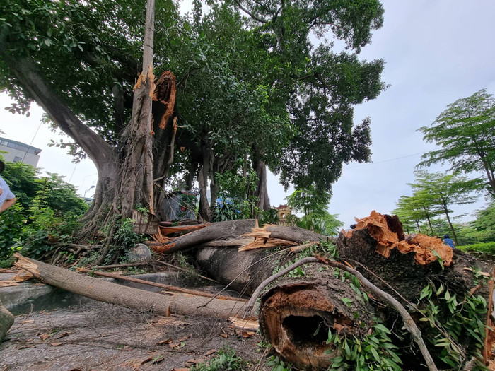 Nhánh cây lớn đổ xuống đường. (Ảnh: L.N.)