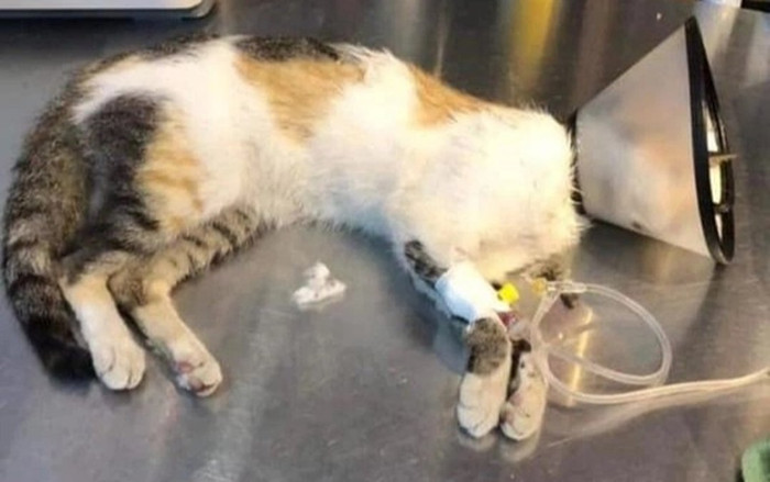 Nhà hàng steak đánh bả hơn 20 con mèo lên tiếng xin lỗi rồi lại xóa bài đăng: Hành động gây bức xúc Ảnh 2