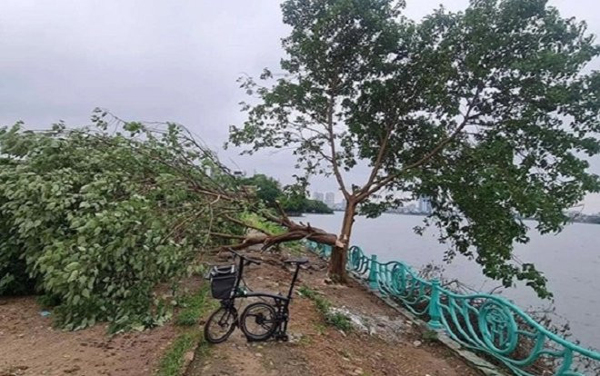 Xôn xao clip kẻ xấu chặt hạ 'cây cô đơn' nổi tiếng ở Hồ Tây Ảnh 2