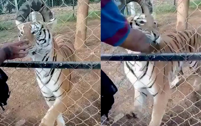 Nhân viên vườn thú bị hổ cắn khi đưa tay qua hàng rào, sau cùng nhận kết cục thảm thương Ảnh 2