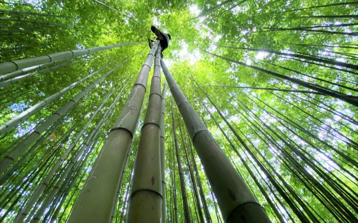 Rừng trúc Mù Cang Chải - địa điểm check in đẹp không khác gì trong phim kiếm hiệp Ảnh 2