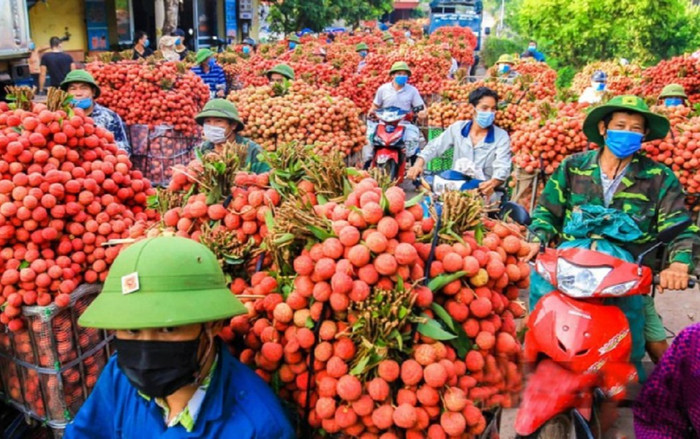 Xôn xao thông tin vải thiều Lục Ngạn giá 5.000 đồng/kg, đại diện huyện Lục Ngạn nói gì? Ảnh 2