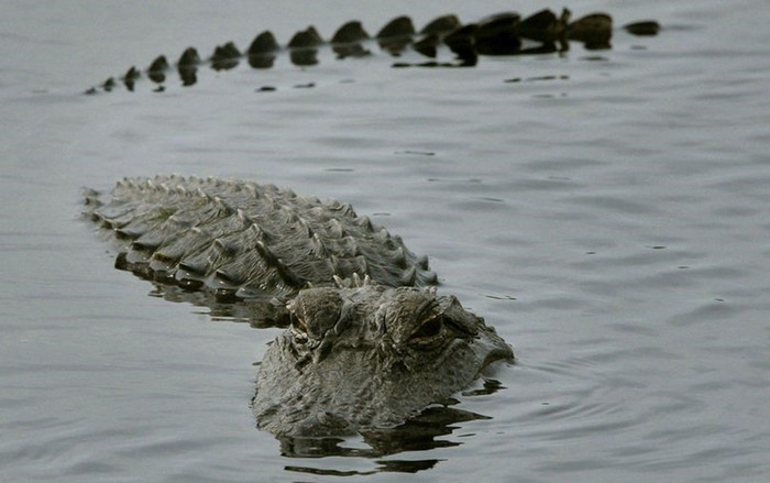 Đang cắt cỏ, người đàn ông bị cá sấu kéo xuống ao cắn chết Ảnh 2