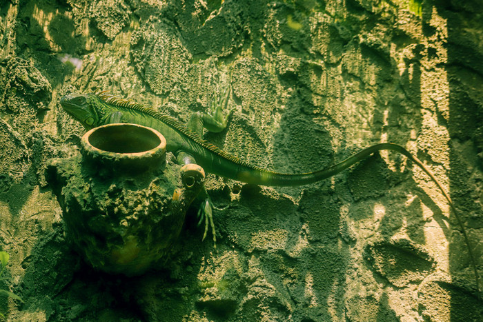 Ngắm 'vườn bách thú' trong Thảo Cầm Viên Sài Gòn qua loạt ảnh xanh mướt của nhiếp ảnh gia 9X Ảnh 10