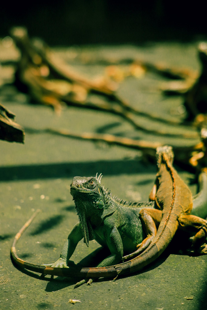 Ngắm 'vườn bách thú' trong Thảo Cầm Viên Sài Gòn qua loạt ảnh xanh mướt của nhiếp ảnh gia 9X Ảnh 7