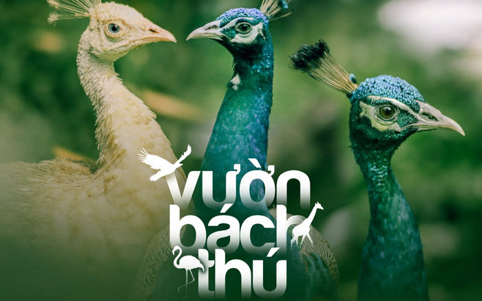 Ngắm 'vườn bách thú' trong Thảo Cầm Viên Sài Gòn qua loạt ảnh xanh mướt của nhiếp ảnh gia 9X Ảnh 2