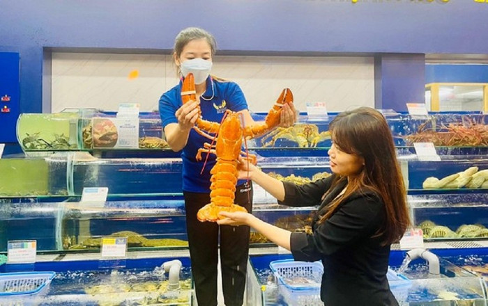 Tôm hùm vàng cam lạ mắt được trả giá trăm triệu vẫn không bán Ảnh 2