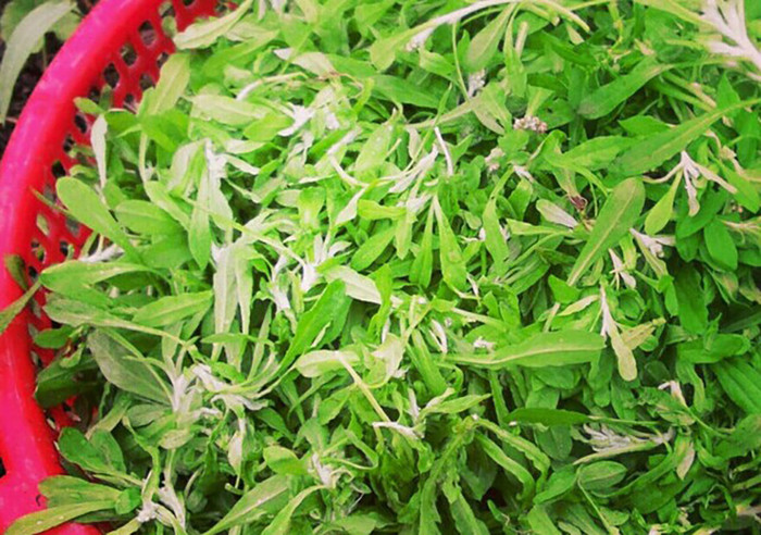 Loại rau quen thuộc làm xôi khúc, ngày trước mọc dại bây giờ thành đặc sản 500.000 đồng/kg Ảnh 2