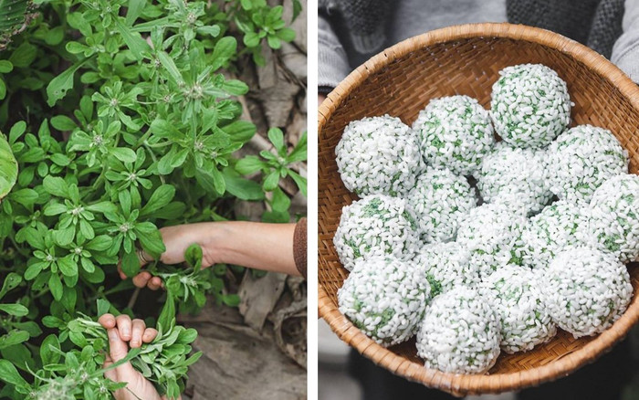 Loại rau quen thuộc làm xôi khúc, ngày trước mọc dại bây giờ thành đặc sản 500.000 đồng/kg Ảnh 2