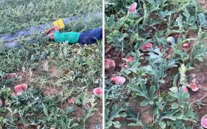 Cụ ông gào khóc đến ngất lịm giữa ruộng dưa hấu tan nát nghi bị kẻ xấu phá hoại Ảnh 2