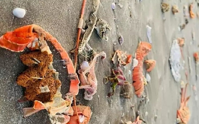 Bãi biển ngập rác tôm hùm, vỏ ghẹ sau đám cưới 'như mơ' ở resort sang chảnh Ảnh 2