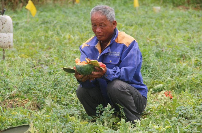 Ông Tôn không khỏi thất thần khi thấy vườn dưa hấu bị phá hoại. Ảnh: Báo Thanh Niên