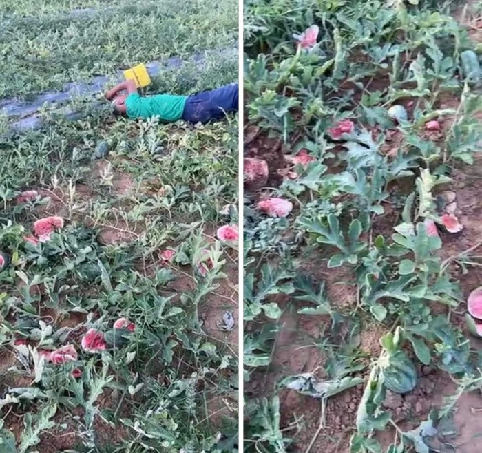 Cụ ông khóc lóc, ngất lịm giữa ruộng dưa hấu nghi bị phá hoại