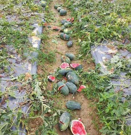 Vợ chồng ông Tôn không khỏi xót xa vì tiếc công chăm sóc ruộng dư hấu suốt nhiều tháng trời.