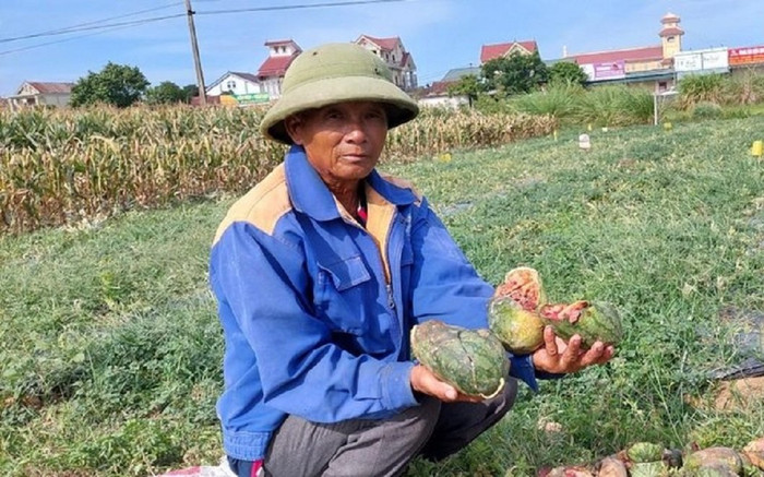 Cụ ông bị phá ruộng dưa hấu làm đơn xin tha cho 'thủ phạm': 'Để các cháu thi tốt nghiệp THPT' Ảnh 2
