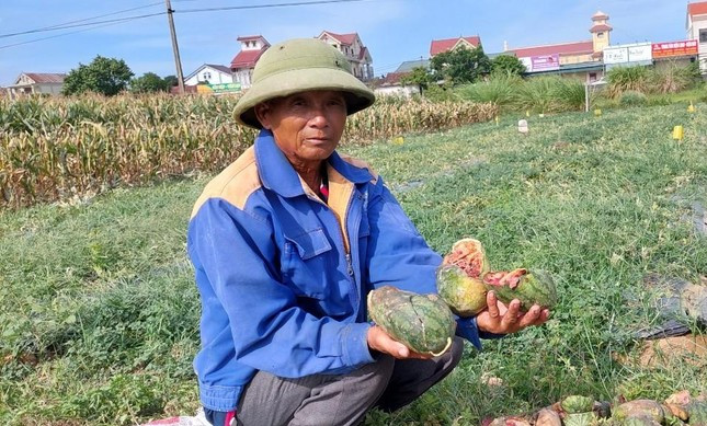 Cụ ông bị phá ruộng dưa hấu làm đơn xin tha cho 'thủ phạm': 'Để các cháu thi tốt nghiệp THPT' Ảnh 2