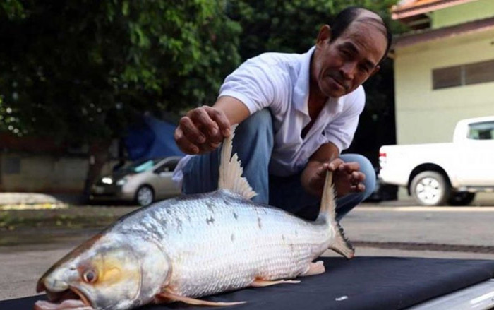 Phát hiện loài cá chép khổng lồ tưởng đã tuyệt chủng ở Campuchia Ảnh 2